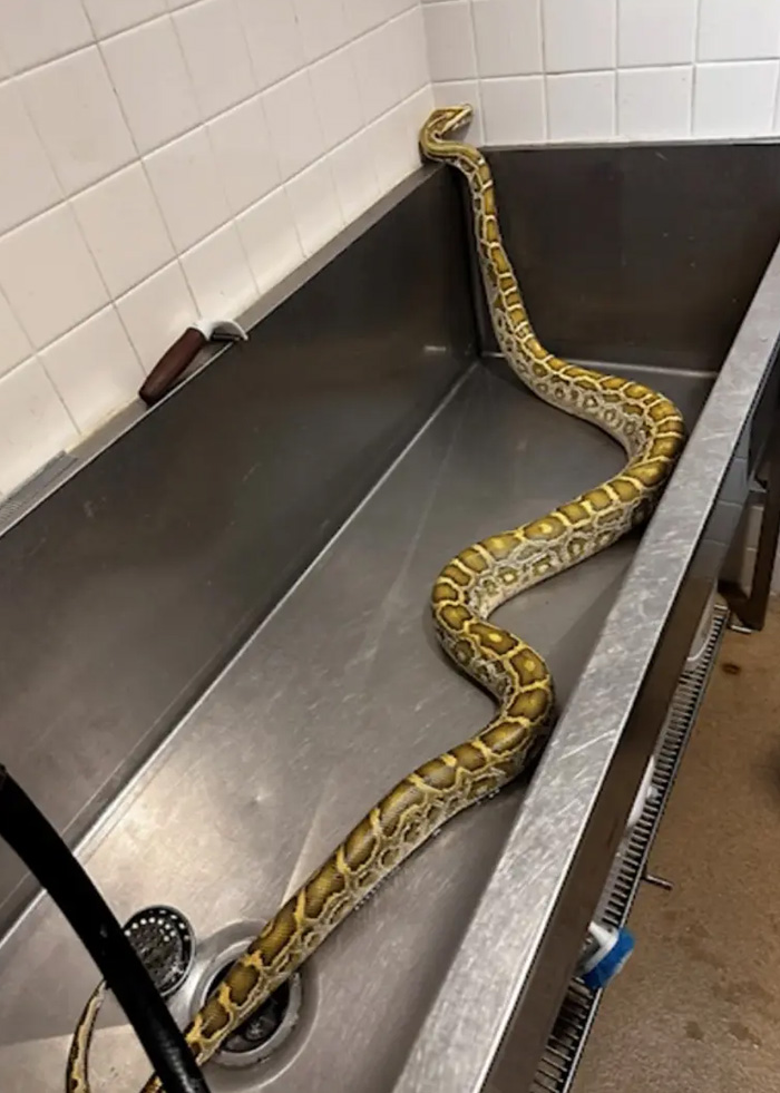 X-Ray Reveals Massive Python’s Last Meal After It Was Found Lurking Under New Jersey Family’s Shed