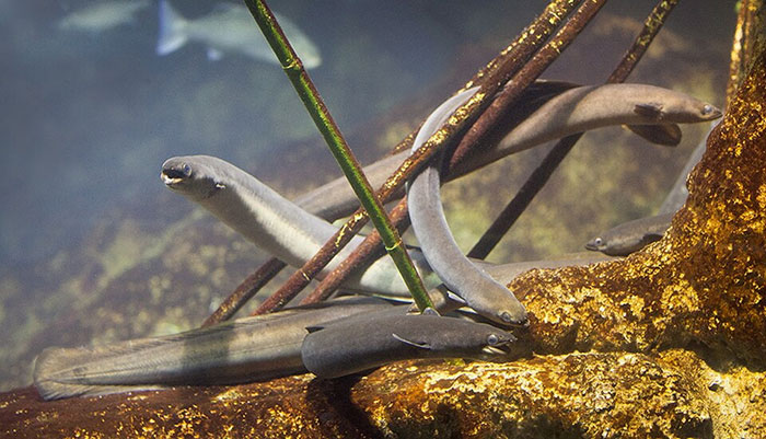Eels Have Been Confusing Scientists Since Aristotle, And They Are Not About To Stop Eels Have Been Confusing Scientists Since Aristotle, And They Are Not About To Stop