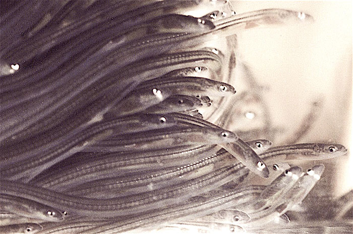 Eels Have Been Confusing Scientists Since Aristotle, And They Are Not About To Stop Eels Have Been Confusing Scientists Since Aristotle, And They Are Not About To Stop