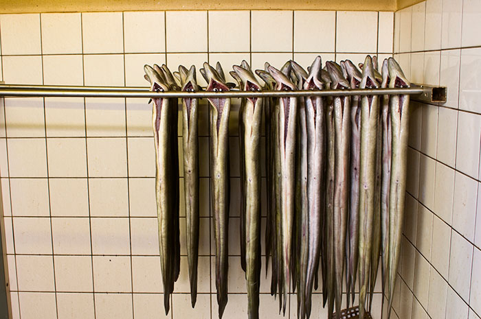 Eels Have Been Confusing Scientists Since Aristotle, And They Are Not About To Stop Eels Have Been Confusing Scientists Since Aristotle, And They Are Not About To Stop