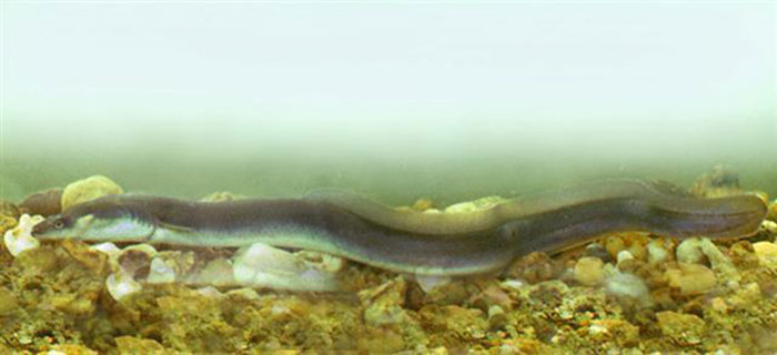 Eels Have Been Confusing Scientists Since Aristotle, And They Are Not About To Stop Eels Have Been Confusing Scientists Since Aristotle, And They Are Not About To Stop