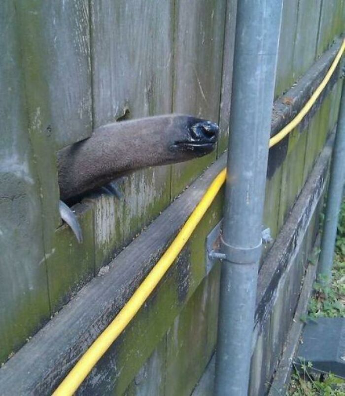 “Hmmm”: 89 Pics That People Cannot Explain, Nor Can They Forget “Hmmm”: 89 Pics That People Cannot Explain, Nor Can They Forget
