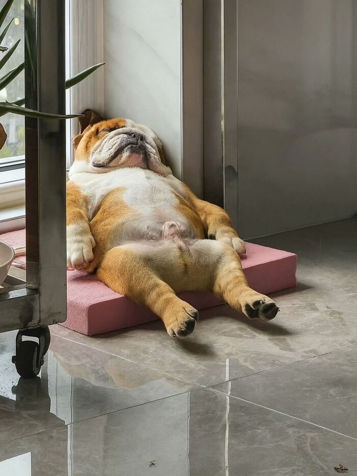 Pure Photography Awards Shares 39 Dog Images That Range From Artistic To Absurd