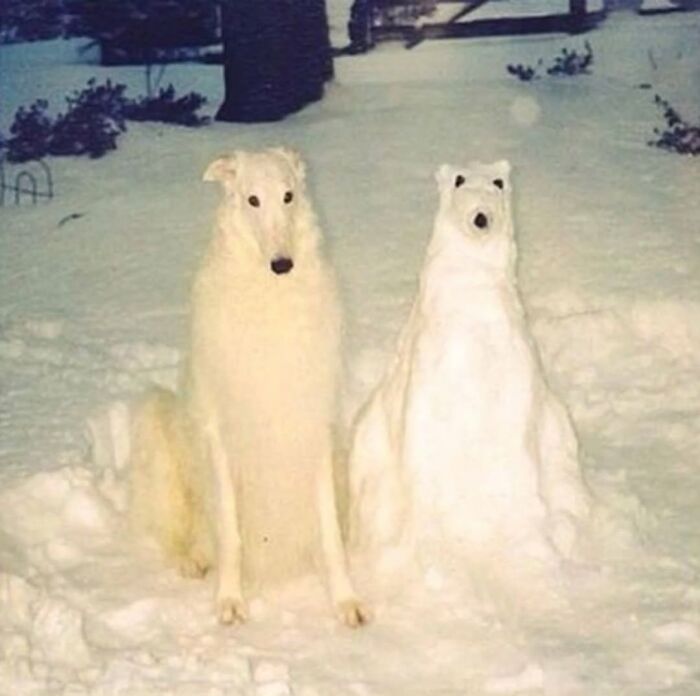 Pure Photography Awards Shares 39 Dog Images That Range From Artistic To Absurd
