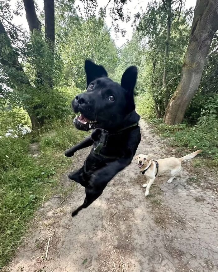 Pure Photography Awards Shares 39 Dog Images That Range From Artistic To Absurd
