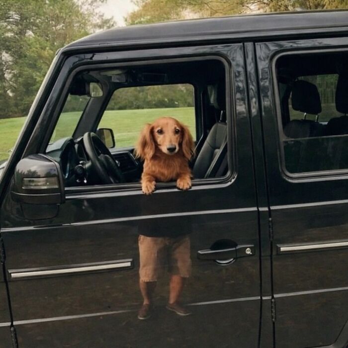 Pure Photography Awards Shares 39 Dog Images That Range From Artistic To Absurd