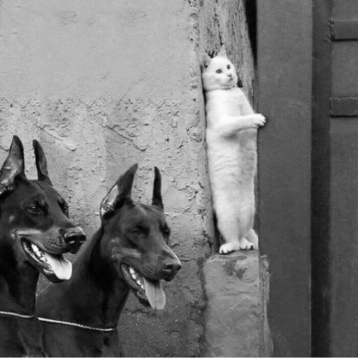 Pure Photography Awards Shares 39 Dog Images That Range From Artistic To Absurd
