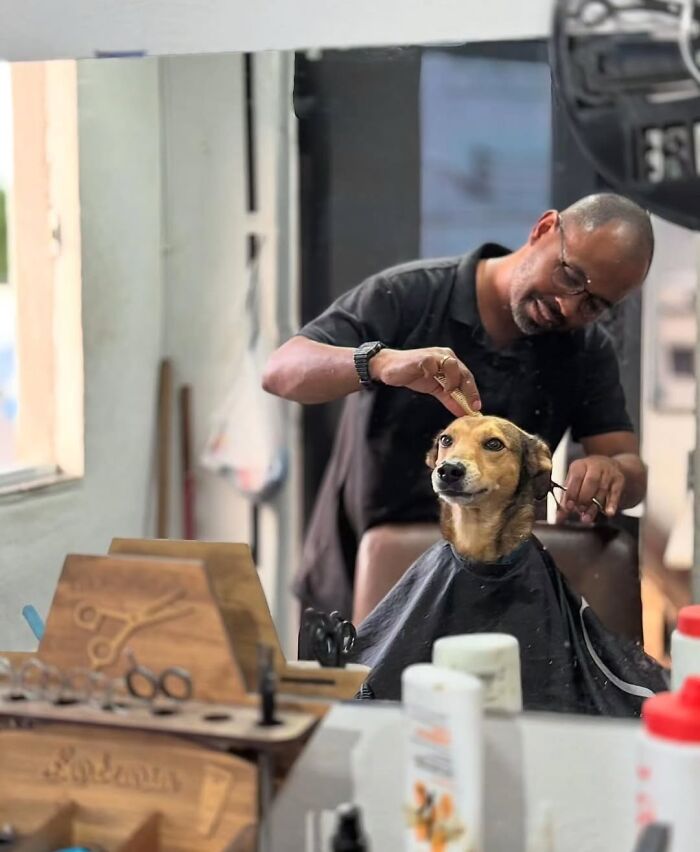 Pure Photography Awards Shares 39 Dog Images That Range From Artistic To Absurd