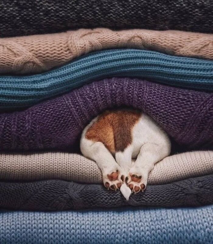 Pure Photography Awards Shares 39 Dog Images That Range From Artistic To Absurd