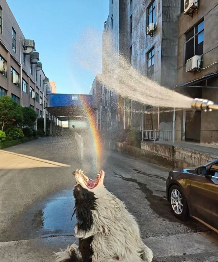 Pure Photography Awards Shares 39 Dog Images That Range From Artistic To Absurd