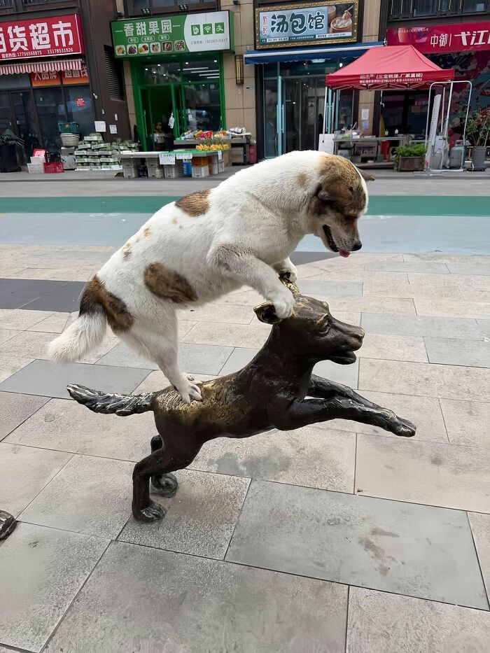 Pure Photography Awards Shares 39 Dog Images That Range From Artistic To Absurd