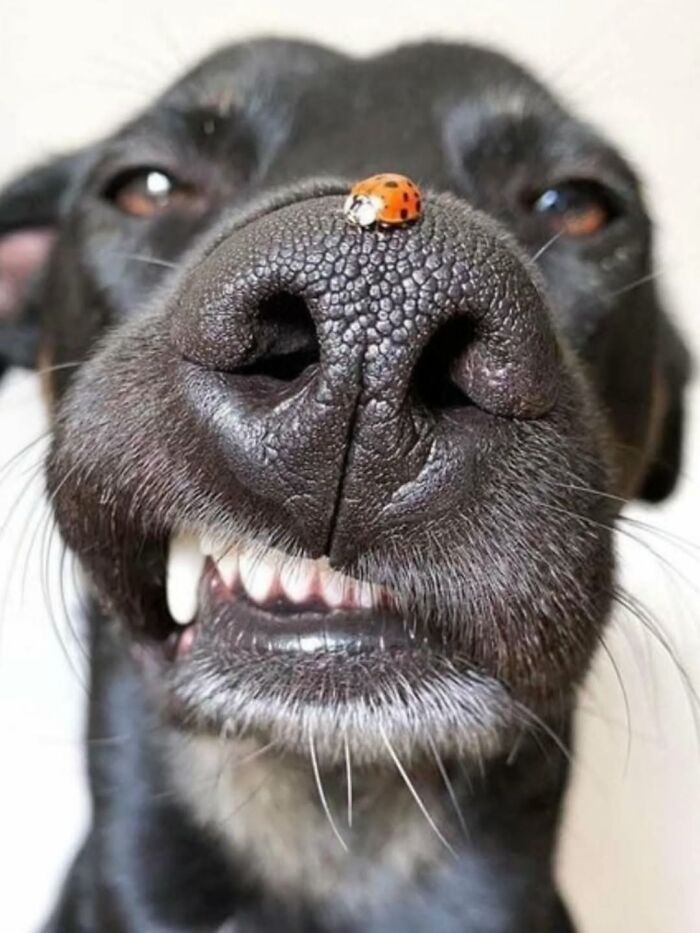 Pure Photography Awards Shares 39 Dog Images That Range From Artistic To Absurd