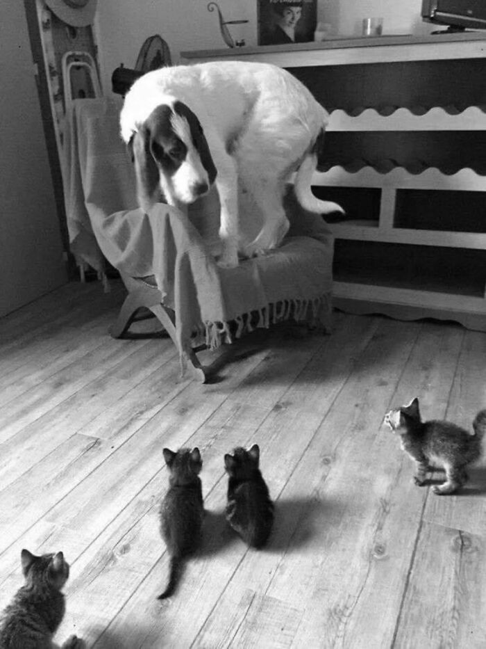 Pure Photography Awards Shares 39 Dog Images That Range From Artistic To Absurd