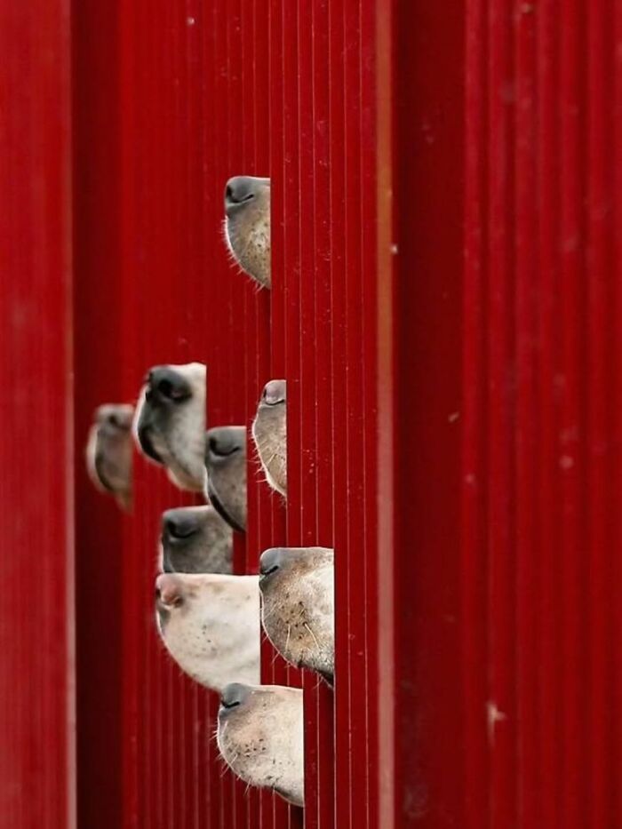 Pure Photography Awards Shares 39 Dog Images That Range From Artistic To Absurd