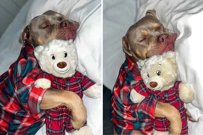 Pure Photography Awards Shares 39 Dog Images That Range From Artistic To Absurd