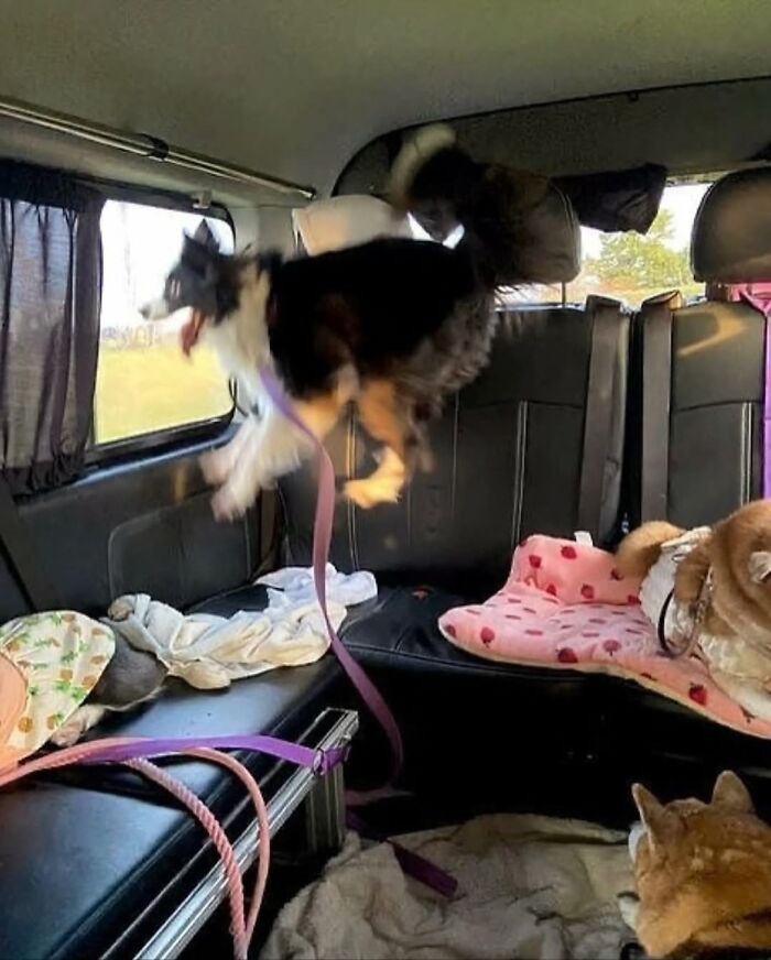 Pure Photography Awards Shares 39 Dog Images That Range From Artistic To Absurd