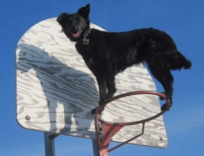 Pure Photography Awards Shares 39 Dog Images That Range From Artistic To Absurd