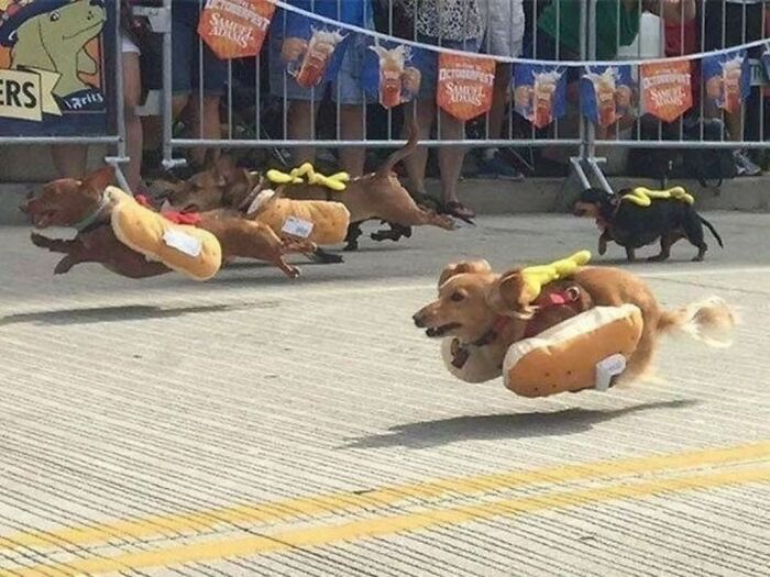 Pure Photography Awards Shares 39 Dog Images That Range From Artistic To Absurd