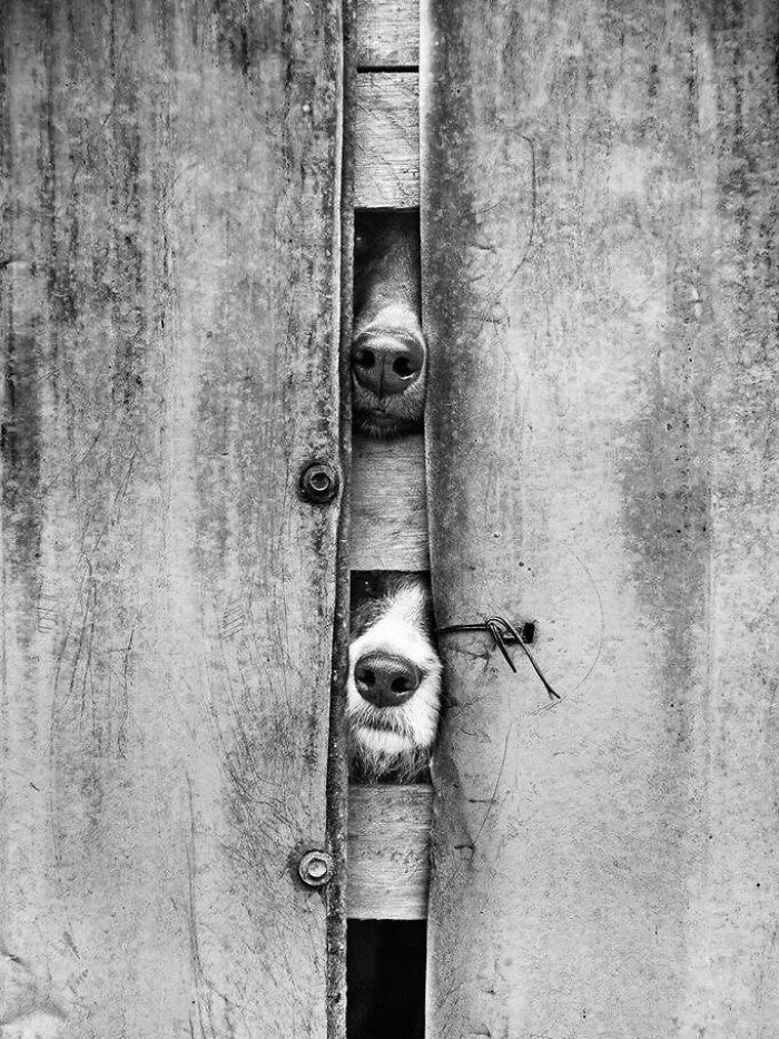 Pure Photography Awards Shares 39 Dog Images That Range From Artistic To Absurd