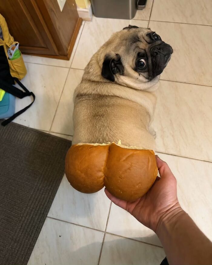 Pure Photography Awards Shares 39 Dog Images That Range From Artistic To Absurd