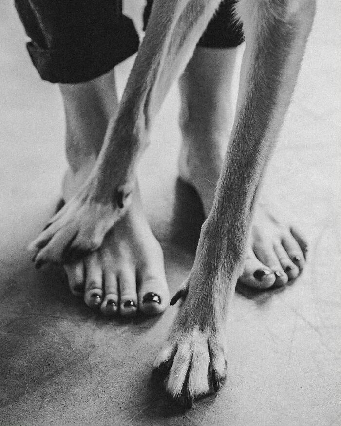 Pure Photography Awards Shares 39 Dog Images That Range From Artistic To Absurd
