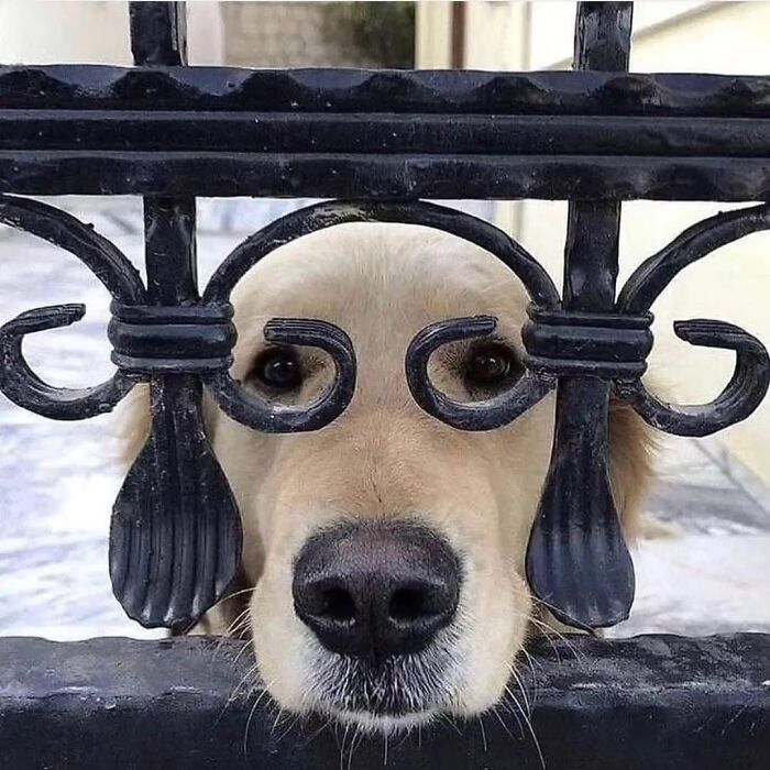 Pure Photography Awards Shares 39 Dog Images That Range From Artistic To Absurd