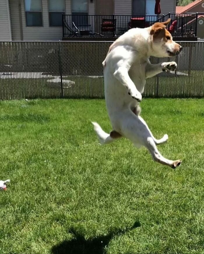 Pure Photography Awards Shares 39 Dog Images That Range From Artistic To Absurd
