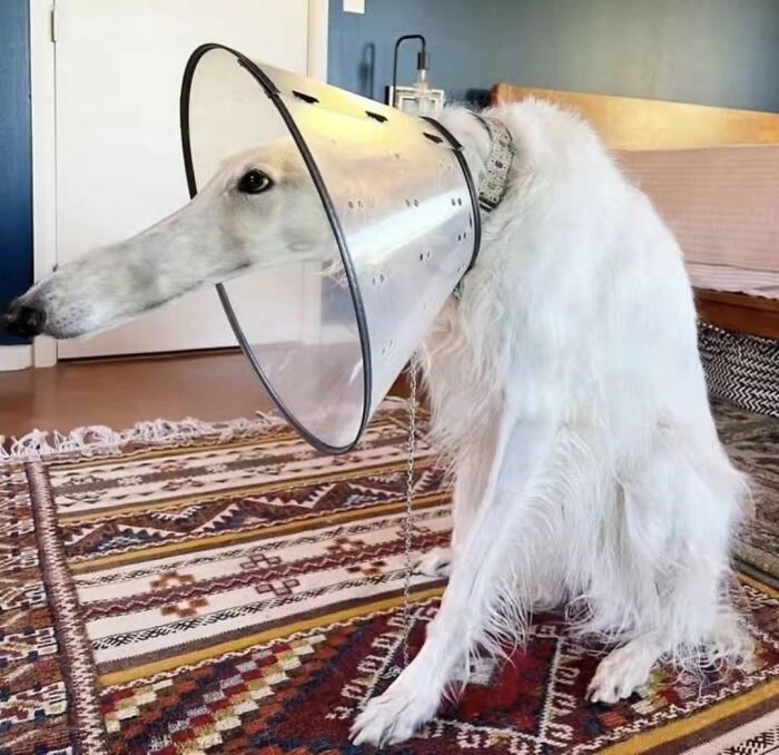 Pure Photography Awards Shares 39 Dog Images That Range From Artistic To Absurd