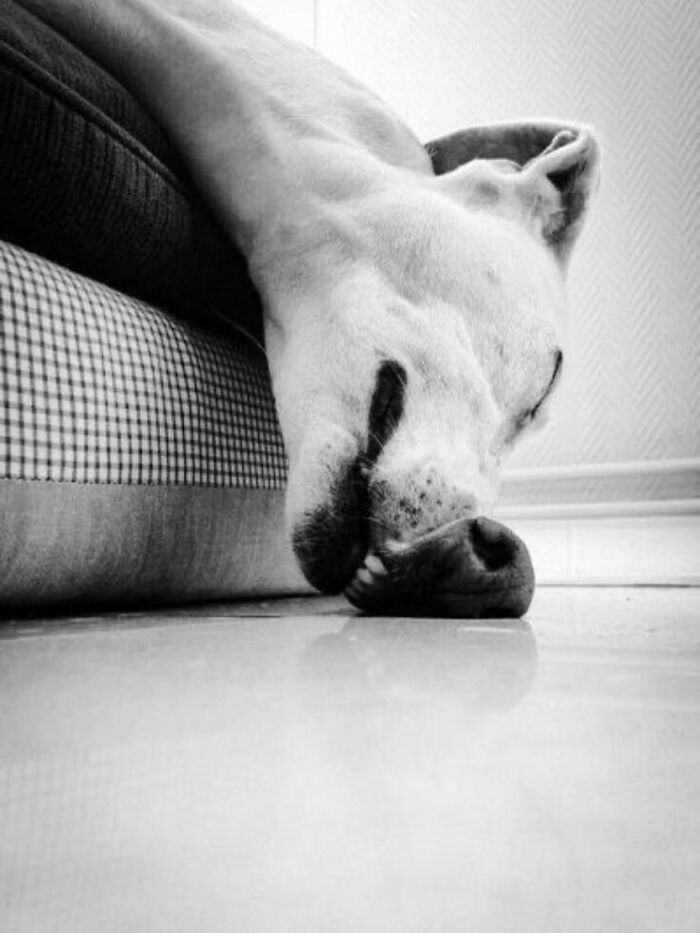Pure Photography Awards Shares 39 Dog Images That Range From Artistic To Absurd
