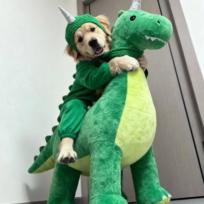 Pure Photography Awards Shares 39 Dog Images That Range From Artistic To Absurd