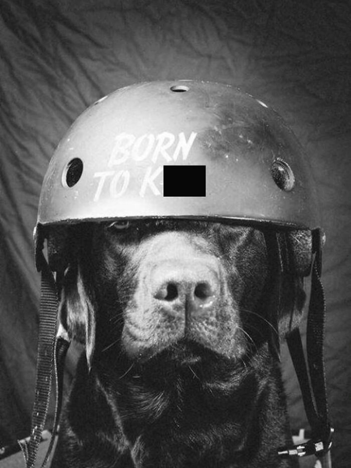 Pure Photography Awards Shares 39 Dog Images That Range From Artistic To Absurd