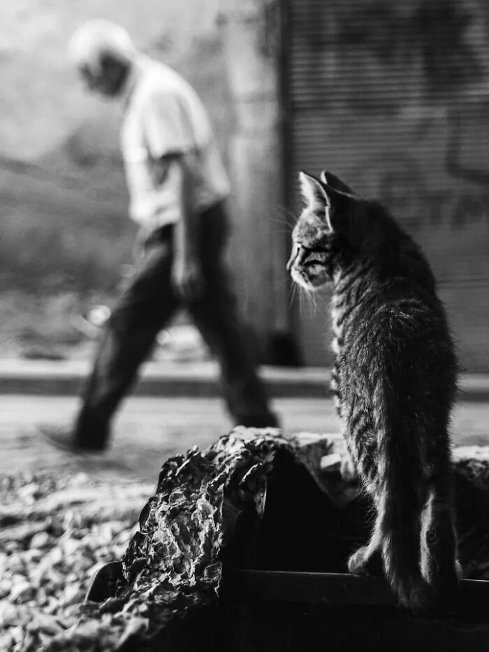 30 Perfectly Timed Street Photos By Mehmet Bayram That Turn Everyday Moments Into Art