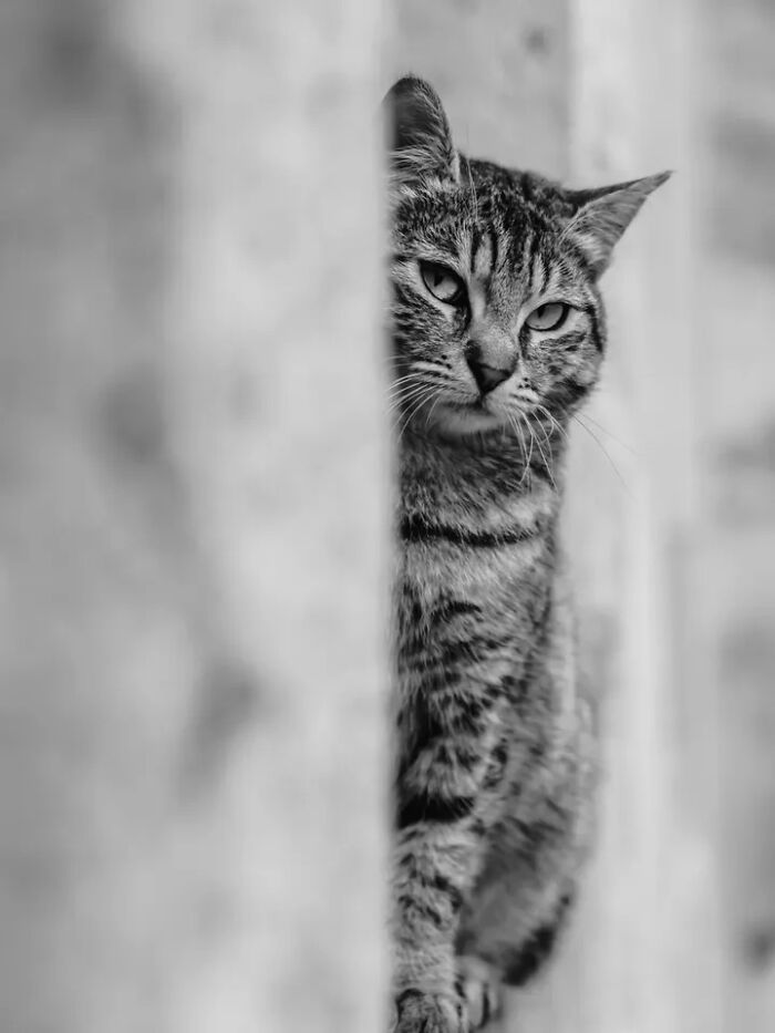 30 Perfectly Timed Street Photos By Mehmet Bayram That Turn Everyday Moments Into Art