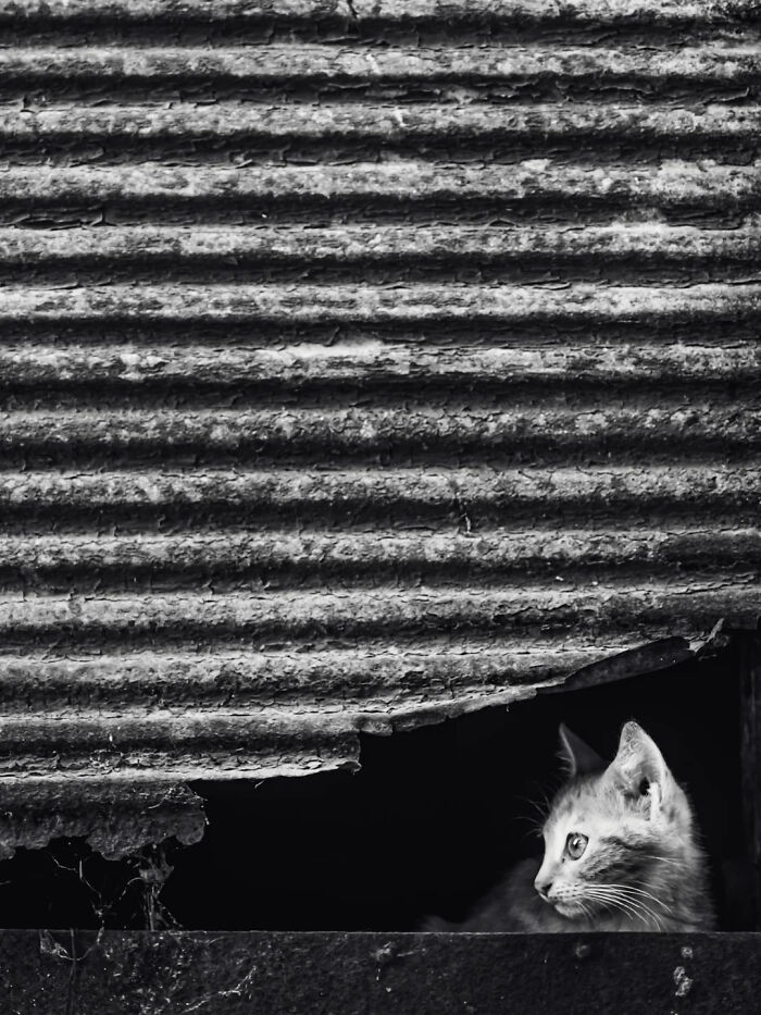 30 Perfectly Timed Street Photos By Mehmet Bayram That Turn Everyday Moments Into Art