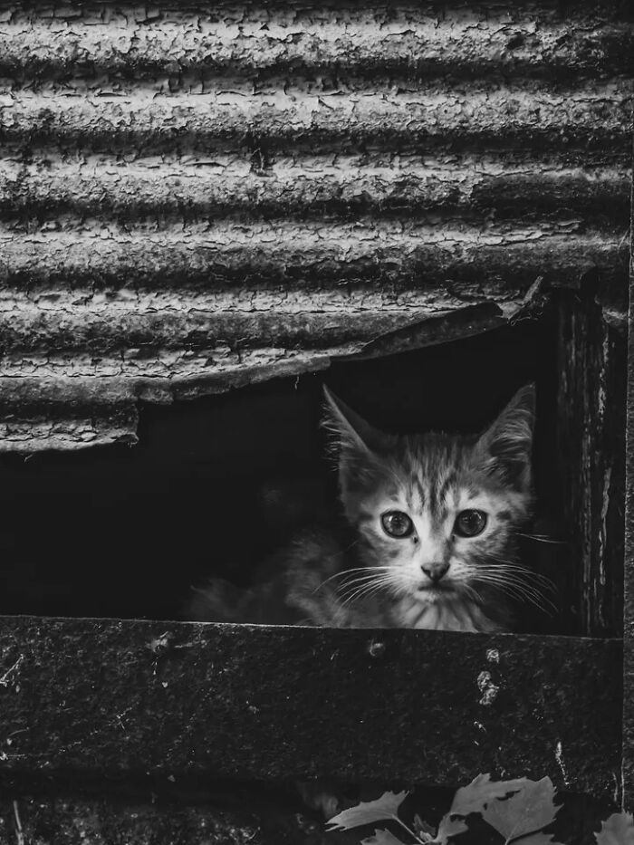 30 Perfectly Timed Street Photos By Mehmet Bayram That Turn Everyday Moments Into Art