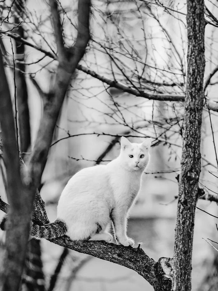 30 Perfectly Timed Street Photos By Mehmet Bayram That Turn Everyday Moments Into Art