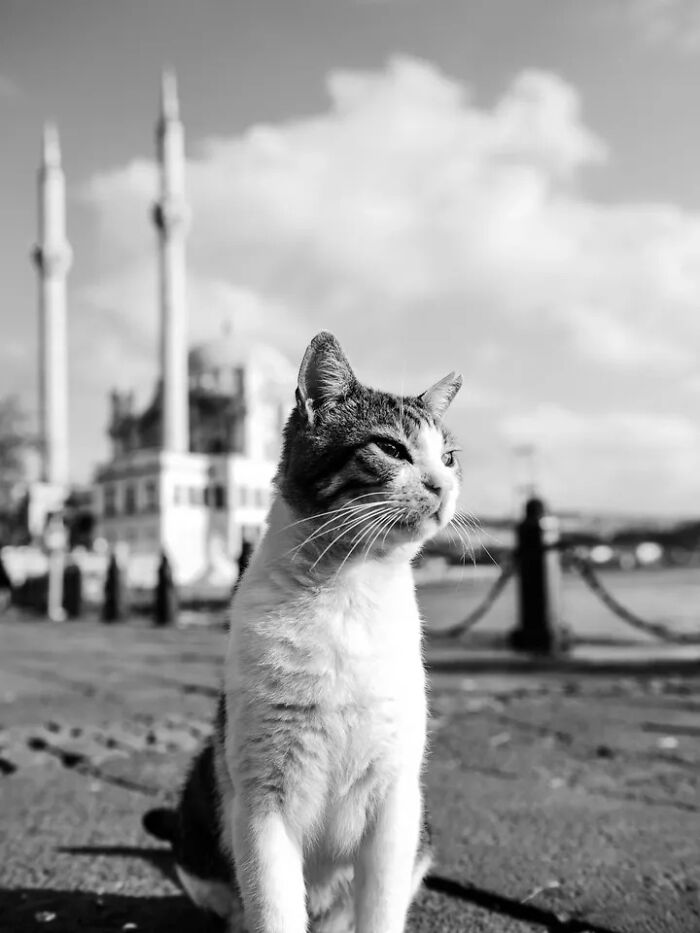 30 Perfectly Timed Street Photos By Mehmet Bayram That Turn Everyday Moments Into Art