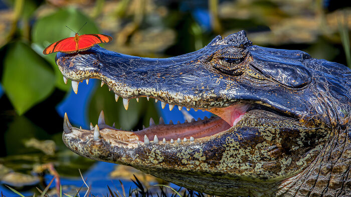 44 Breathtaking Nature Photos That Stood Out At The 2026 Academy Photo Awards