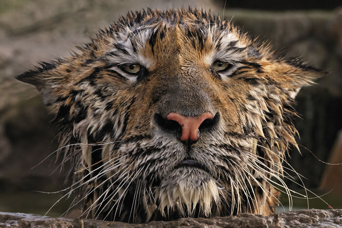44 Breathtaking Nature Photos That Stood Out At The 2026 Academy Photo Awards