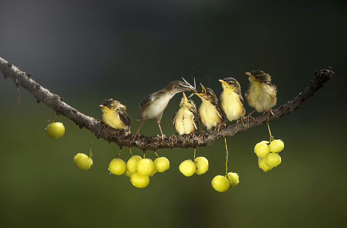 44 Breathtaking Nature Photos That Stood Out At The 2026 Academy Photo Awards