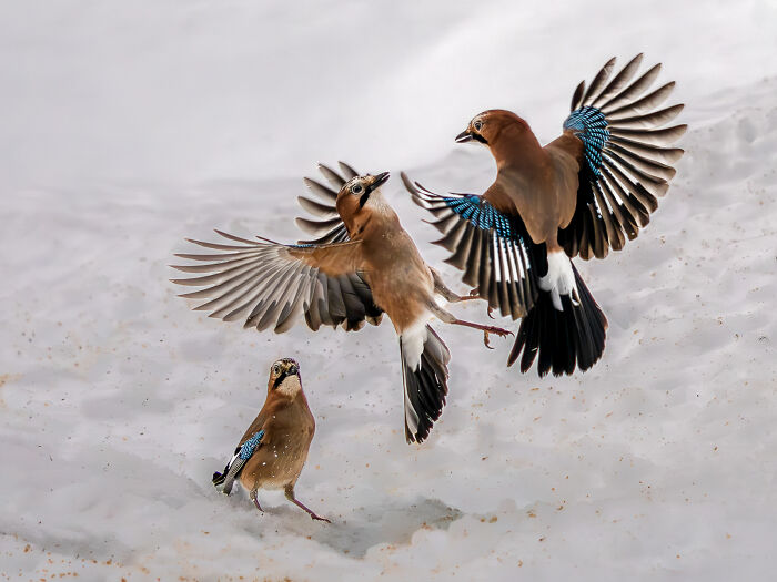 44 Breathtaking Nature Photos That Stood Out At The 2026 Academy Photo Awards