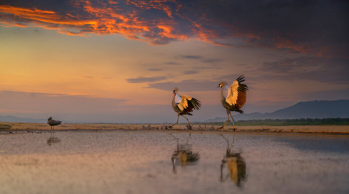 44 Breathtaking Nature Photos That Stood Out At The 2026 Academy Photo Awards