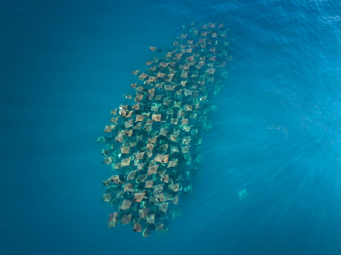 44 Breathtaking Nature Photos That Stood Out At The 2026 Academy Photo Awards