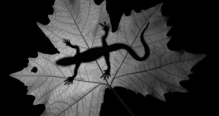 44 Breathtaking Nature Photos That Stood Out At The 2026 Academy Photo Awards