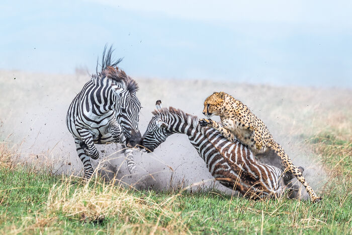 44 Breathtaking Nature Photos That Stood Out At The 2026 Academy Photo Awards