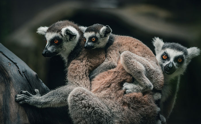 Four Lemurs Met Their End Because Of Human Herpes At A Yoga Class And We Need To Talk About That