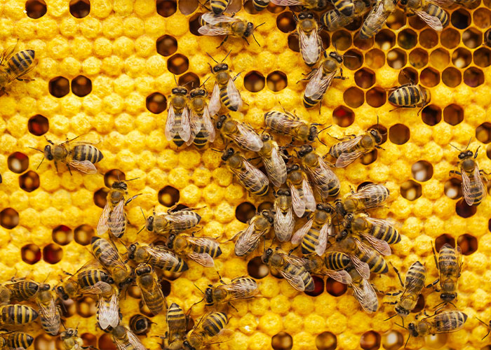 Florida Teenager Invents Amazing Bee-Saving Device That Dramatically Increases Honey Production Florida Teenager Invents Amazing Bee-Saving Device That Dramatically Increases Honey Production