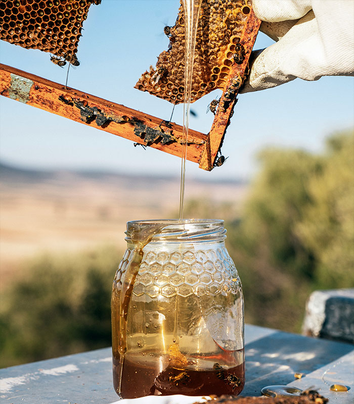 Florida Teenager Invents Amazing Bee-Saving Device That Dramatically Increases Honey Production Florida Teenager Invents Amazing Bee-Saving Device That Dramatically Increases Honey Production
