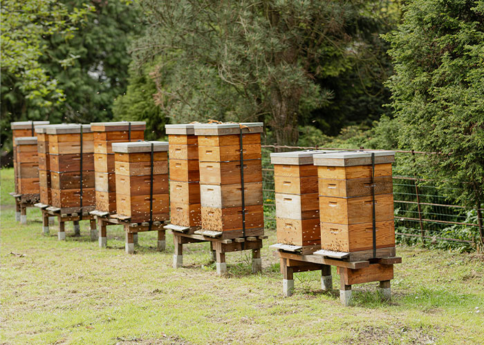 Florida Teenager Invents Amazing Bee-Saving Device That Dramatically Increases Honey Production Florida Teenager Invents Amazing Bee-Saving Device That Dramatically Increases Honey Production