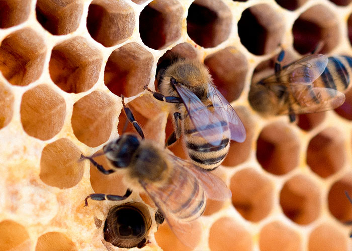 Florida Teenager Invents Amazing Bee-Saving Device That Dramatically Increases Honey Production Florida Teenager Invents Amazing Bee-Saving Device That Dramatically Increases Honey Production